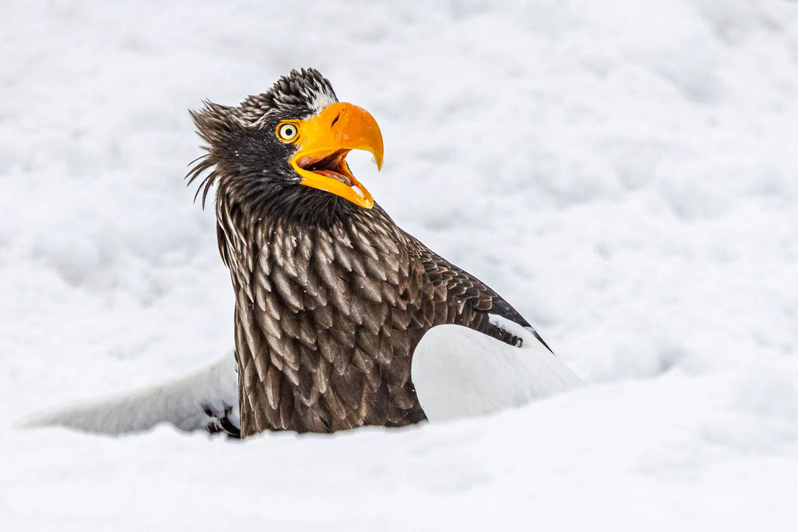 “Go away” - Annette Kirby / Nikon Comedy Wildlife Photography Awards 2025
