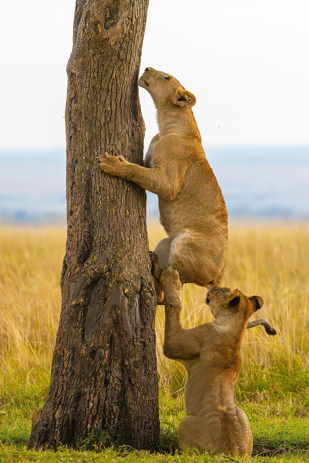 “Go give it a try!” - Bhargava Srivari / Nikon Comedy Wildlife Photography Awards 2025
