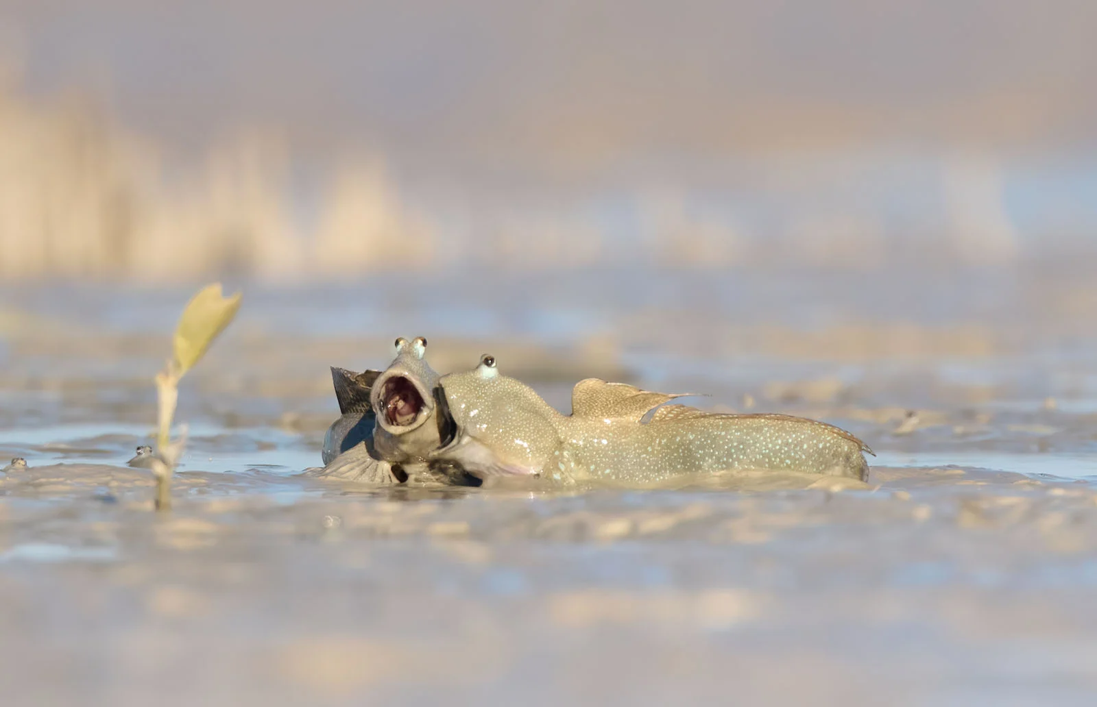 “Laugh like no-one is watching” - Emma Parker / Nikon Comedy Wildlife Photography Awards 2025