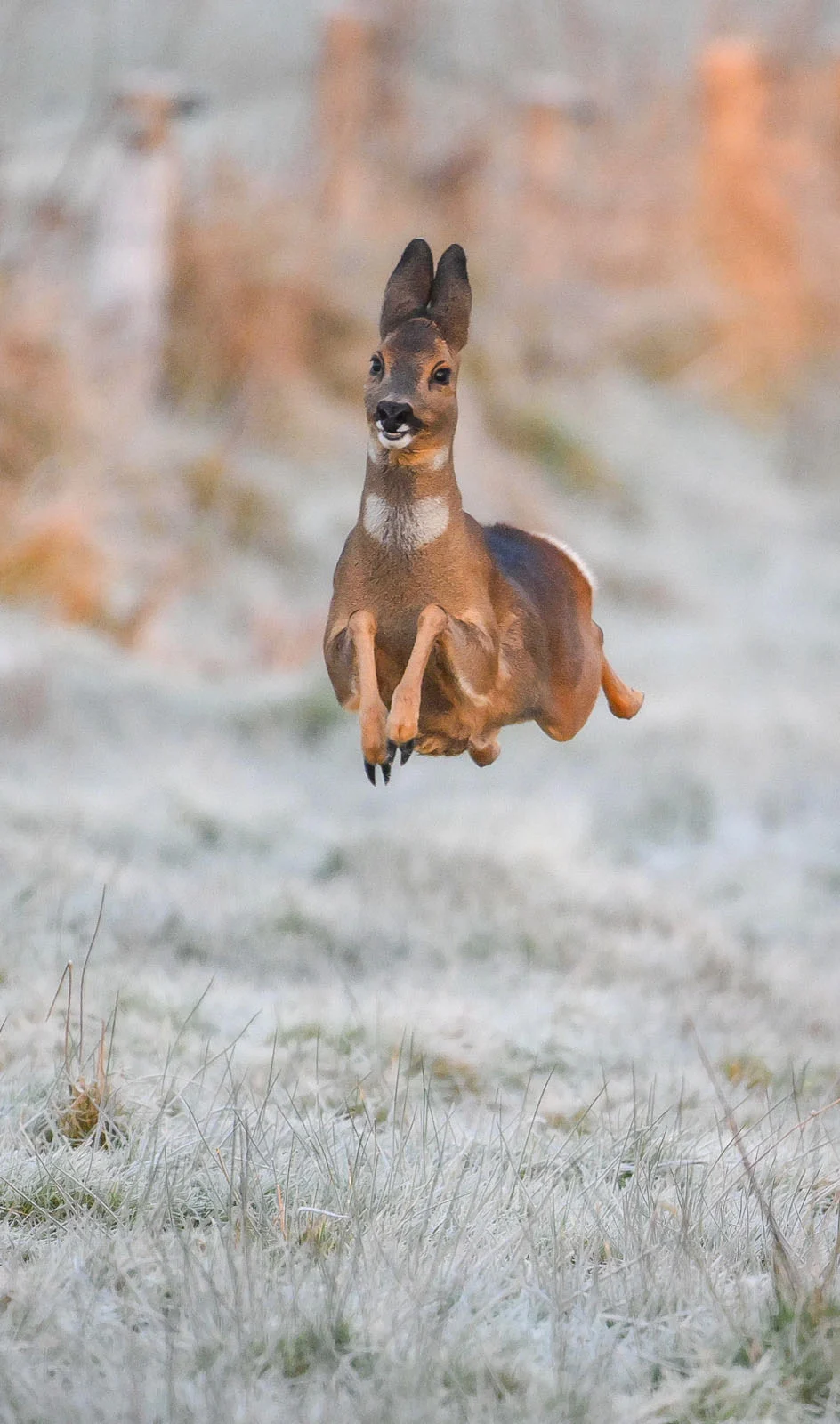"Happy Deer" - Jeremy Duvekot / Nikon Comedy Wildlife Photography Awards 2025