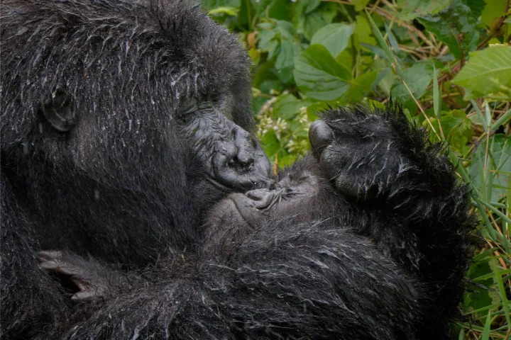 "Aaaaww Mum!" - Mark Meth-Cohn / Nikon Comedy Wildlife Photography Awards 2025