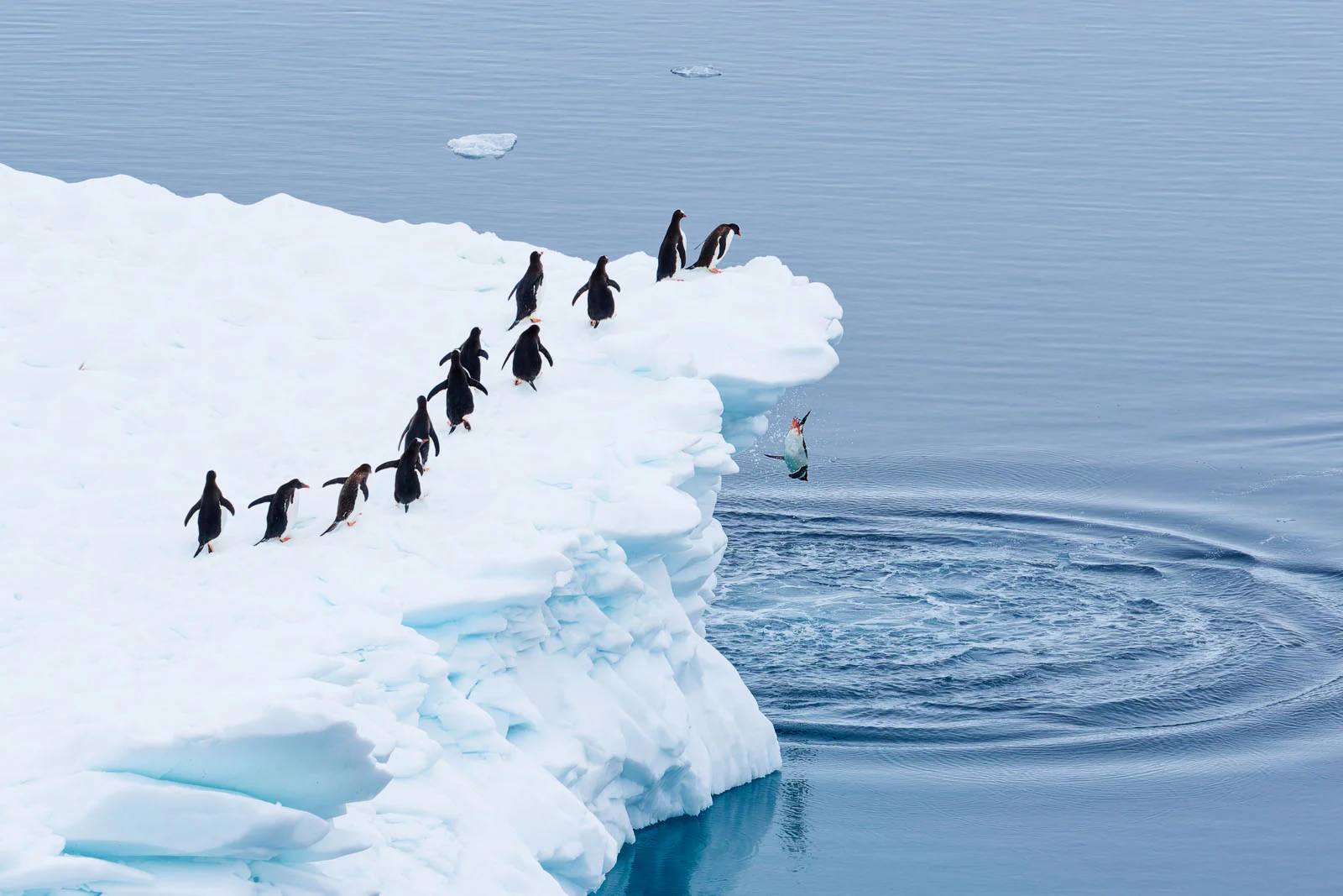 “Queueing for the polar plunge” - Martin Schmid / Nikon Comedy Wildlife Photography Awards 2025