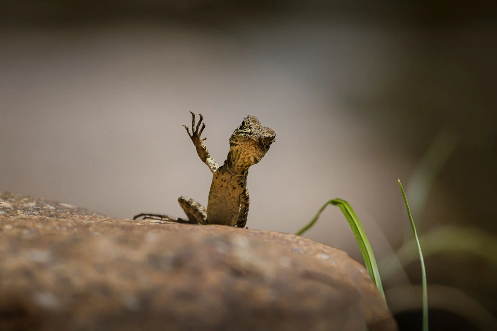 “Waving Dragon” - Trevor Rix / Nikon Comedy Wildlife Photography Awards 2025