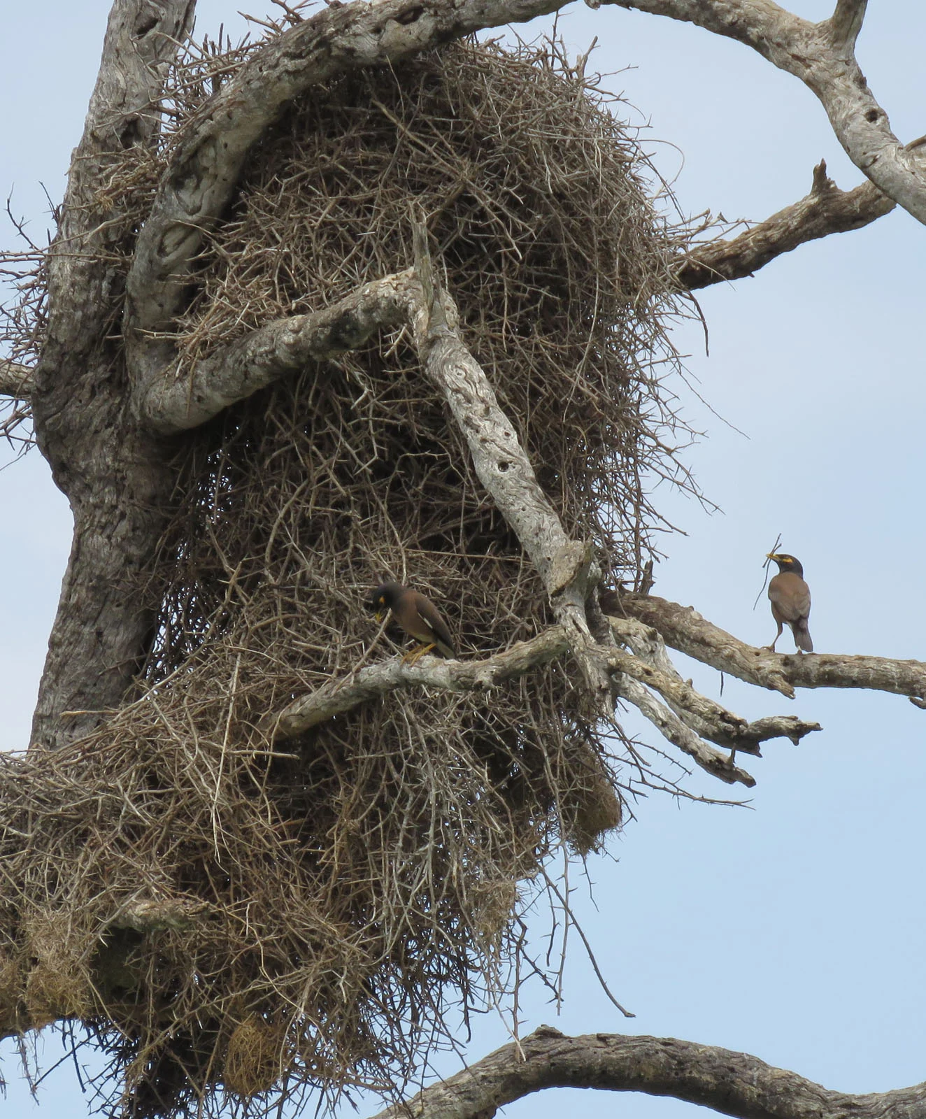 “I HATE IKEA” - Brian Hempstead / Nikon Comedy Wildlife Photography Awards 2025