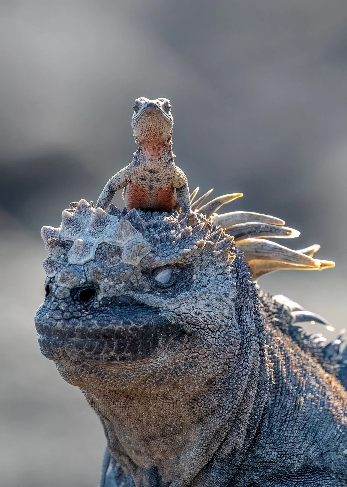 “Commandeer” - Rachelle Mackintosh / Nikon Comedy Wildlife Photography Awards 2025